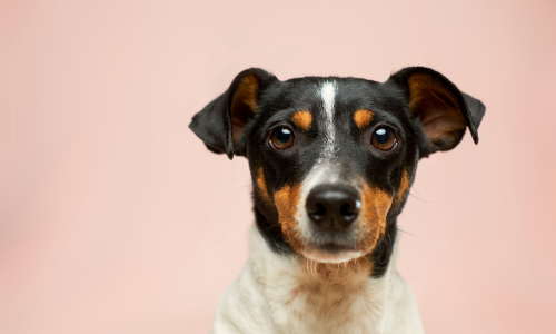 Dermatite nel cane