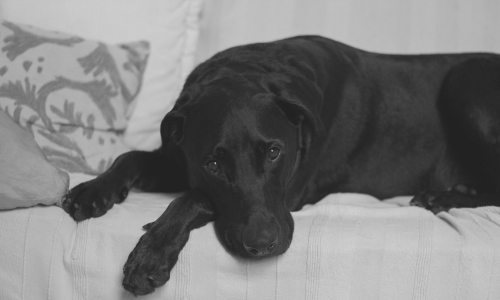 cane con dermatite