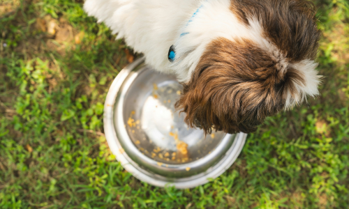 Dieta per il cane con diabete