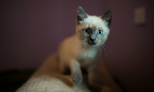 gatto siamese thai cucciolo