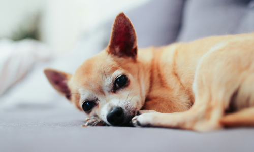 età di un cane anziano