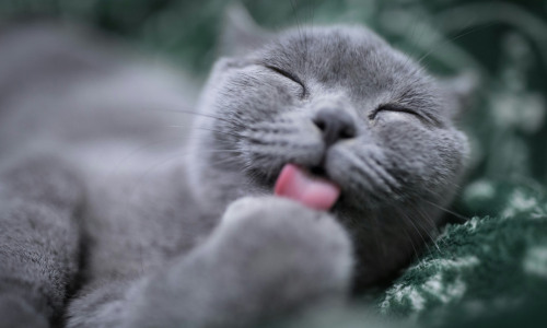 intolleranze alimentari gatto