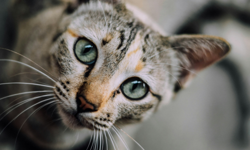 acari orecchie gatto