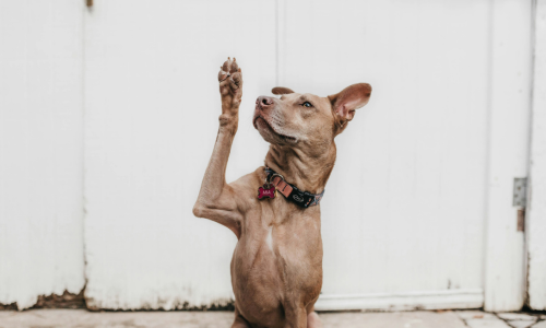 cibo per cane sterilizzato