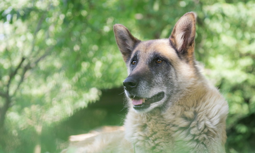 alimentazione per cani anziani