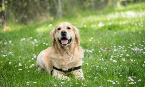 miglior umido per cani sterilizzati