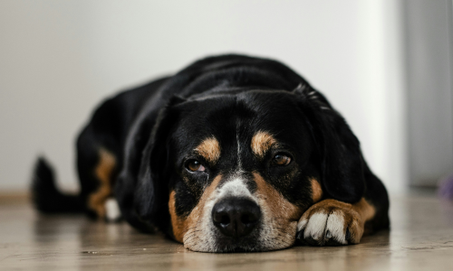 classifica miglior cibo umido cani anziani