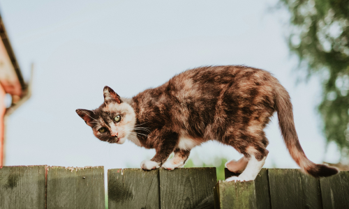 proteggere il gatto dagli acari