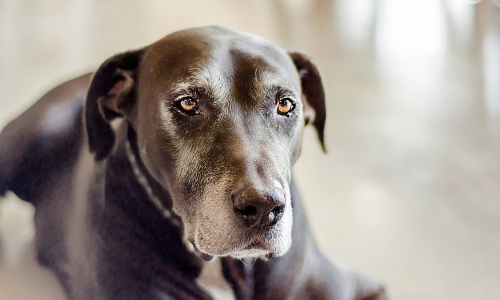 consigli per stimolare l'appetito del cane anziano
