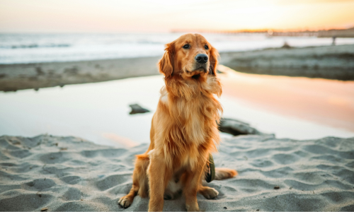 alimentazione cane sterilizzato