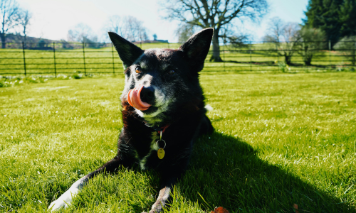 cibo umido per cani anziani