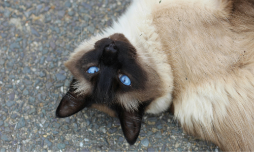 gatto balinese