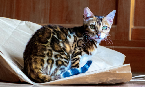 gatto bengala