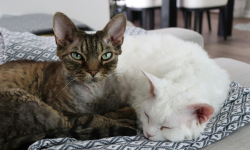 gatto devon rex