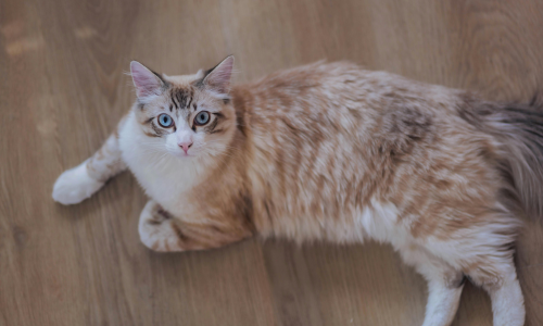 gatto siberiano rosso