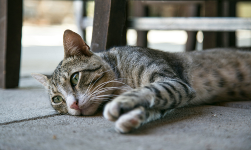 rimedi per gatti che vomitano