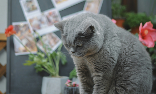 gatto vomita