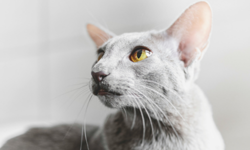 gatto orientale a pelo corto