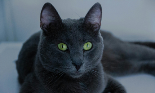 gatto russian blue
