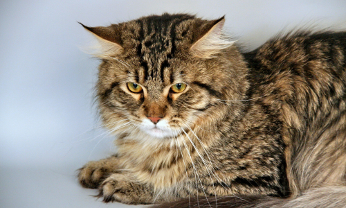 gatto siberiano