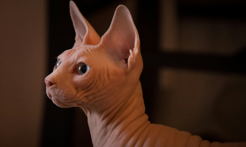 gatto Sphynx