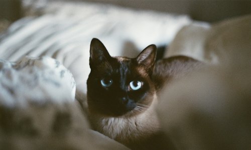 gatto tonkinese