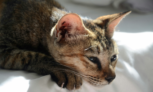 Intervento del veterinario per gatto che vomita