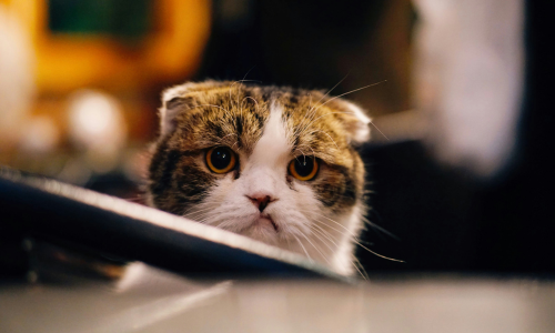 Vomito nel gatto