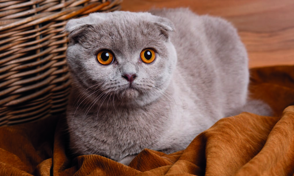 Origini e storia dello Scottish Fold