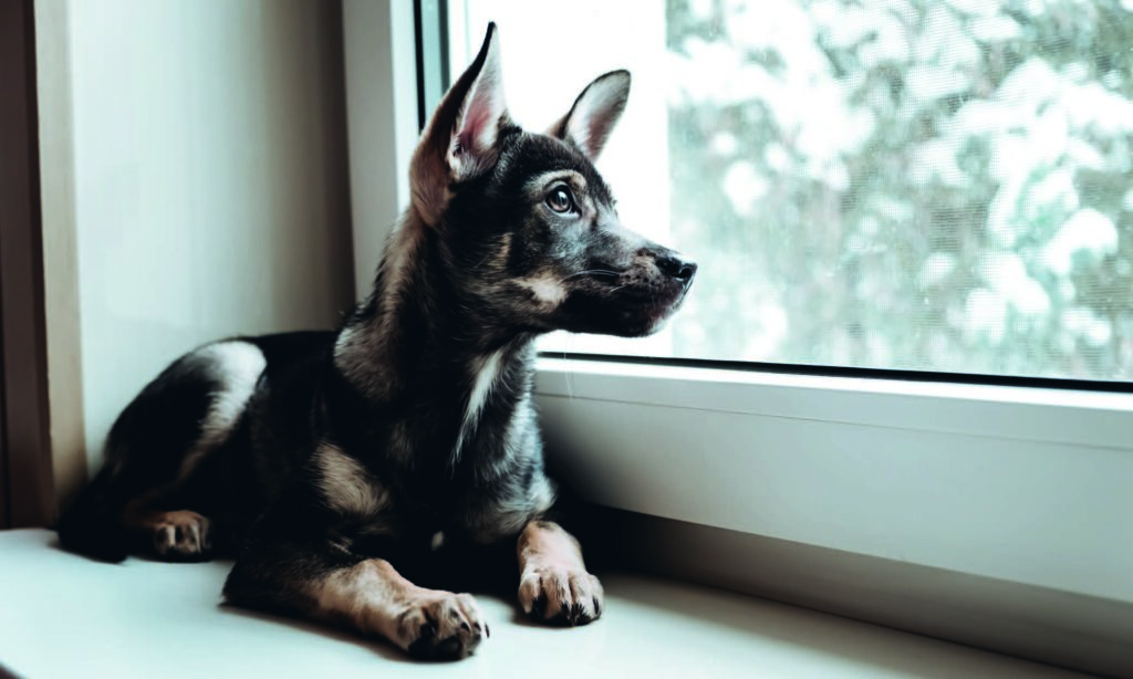 Che cos'è l'ansia da separazione nel cane?