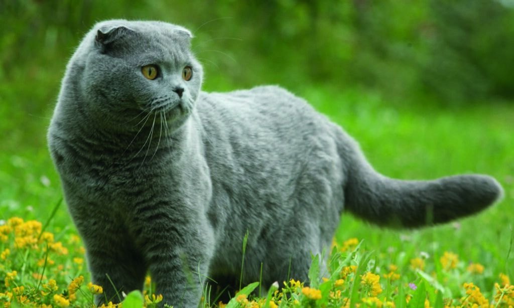 Caratteristiche fisiche dello Scottish Fold