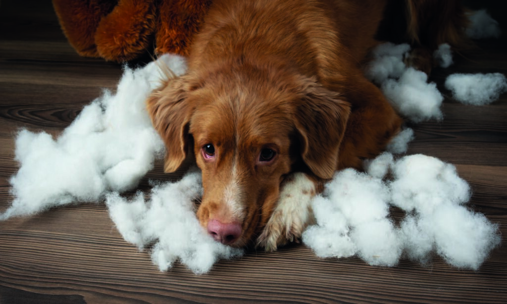 Sintomi ansia da separazione cane