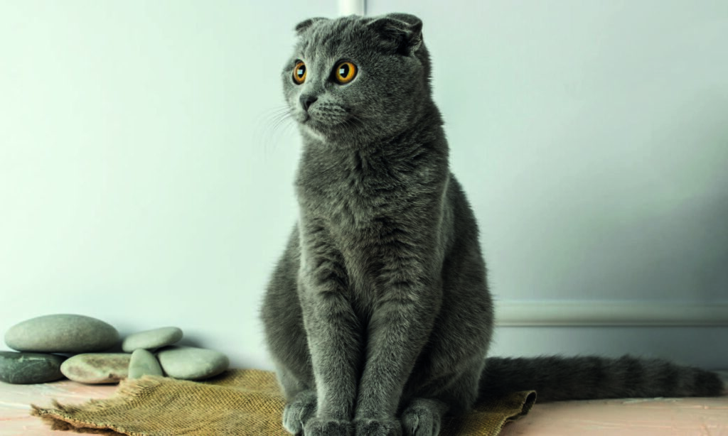 Carattere e temperamento dello Scottish Fold
