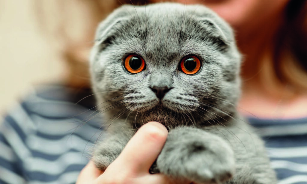 Cura dello Scottish Fold