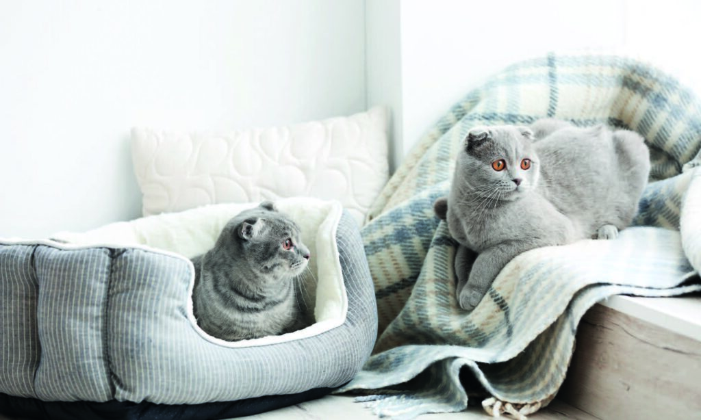 Costo dello Scottish Fold