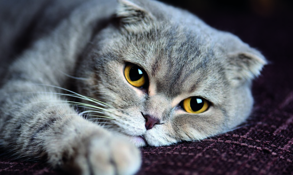 Gatto Scottish Fold